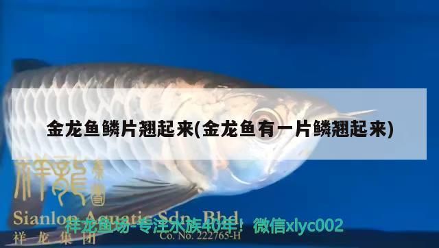 萨伊蓝鱼疾病预防措施：萨伊蓝鱼疾病预防措施介绍 龙鱼百科 第1张