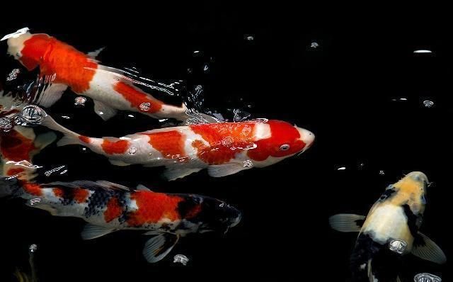 龙鱼大战鳄雀鳝：龙鱼与鳄雀鳝之间的战斗 水族问答