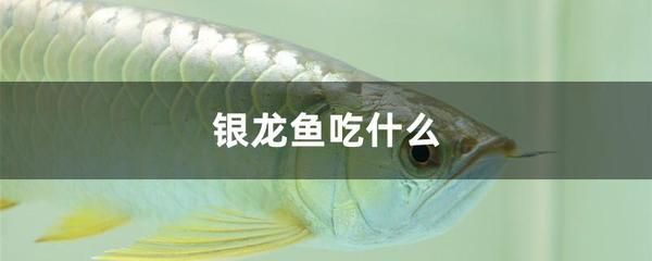 银龙鱼幼鱼饲料安全检测：银龙鱼幼鱼饲料品牌推荐 龙鱼百科 第5张