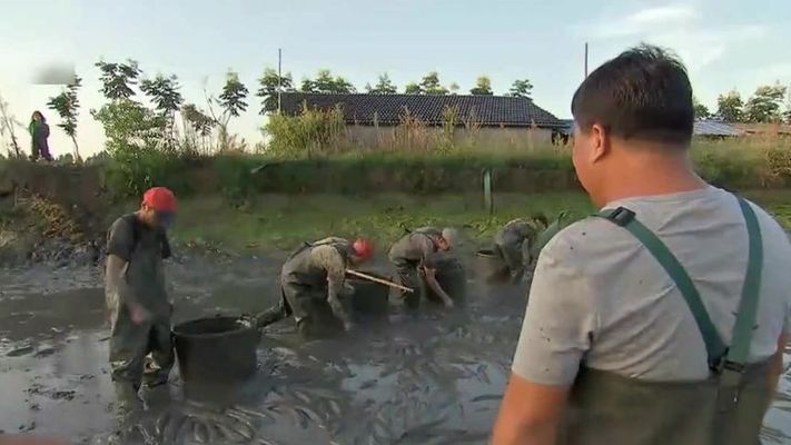 龙鱼养殖密度的最佳实践：关于龙鱼养殖密度的最佳实践 龙鱼百科 第5张