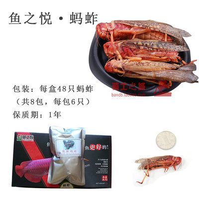 龙鱼鱼食冻虾仁用杀菌么：如何正确给龙鱼去壳 龙鱼百科 第5张