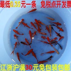 龙鱼食可不可以喂锦鲤：如何自制锦鲤健康饲料 龙鱼百科 第2张