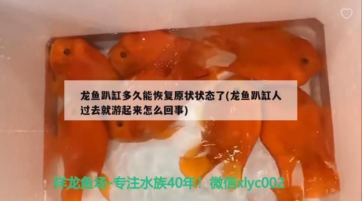 龙鱼趴缸多久能恢复原状状态：龙鱼趴缸后食欲不振怎么办 龙鱼百科 第1张