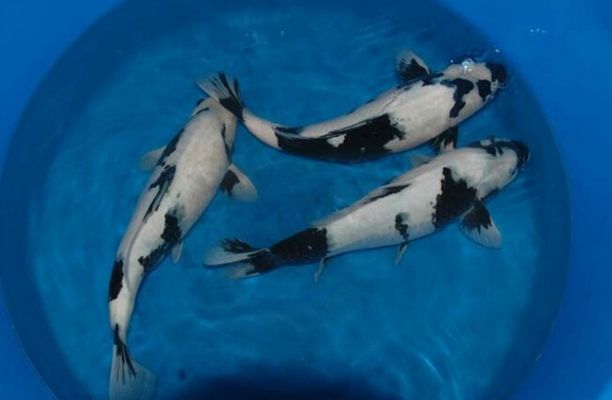 龙鱼到家多久换水一次：龙鱼到家后多久换一次水？ 水族问答 第2张