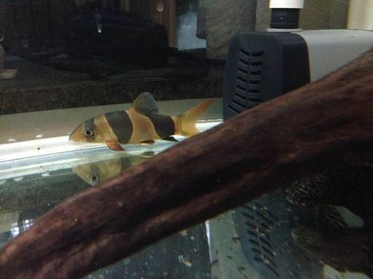 龙鱼到家多久喂食一次：关于龙鱼喂食的疑问 水族问答 第2张