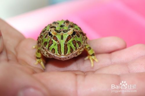 龙鱼立鳞怎么治疗：龙鱼立鳞病因分析,龙鱼专用药物选择,龙鱼水质管理技巧 龙鱼百科 第5张