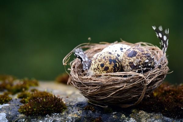 龙鱼到家三天还不吃食什么原因造成的：为什么龙鱼到家三天后还不吃东西？ 水族问答 第2张