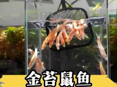 龙鱼缸清洁鱼怎么养活：龙鱼缸清洁鱼怎么养活龙鱼缸清洁鱼需要注意以下几个方面 龙鱼百科 第3张