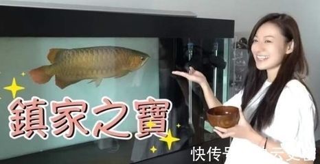 龙鱼在一个地方不动了怎么回事：龙鱼在水族箱中不动怎么办 龙鱼百科 第3张