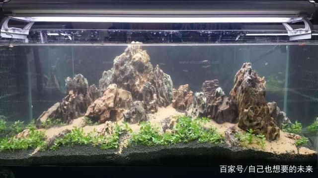 羽毛刀鱼苗水族箱布置技巧：羽毛刀鱼苗水族箱布置技巧是确保鱼类健康生长和提高观赏效果的关键因素之一 龙鱼百科 第1张