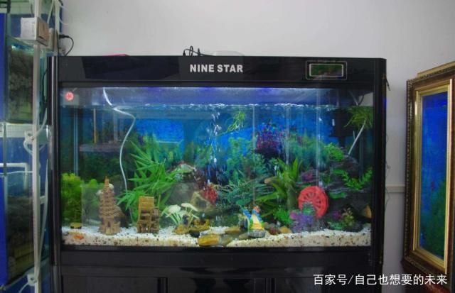 羽毛刀鱼苗水族箱布置技巧：羽毛刀鱼苗水族箱布置技巧是确保鱼类健康生长和提高观赏效果的关键因素之一 龙鱼百科 第3张