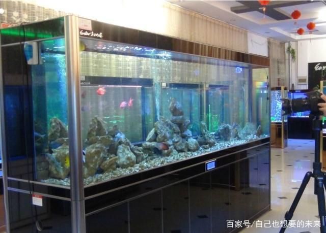 羽毛刀鱼苗水族箱布置技巧：羽毛刀鱼苗水族箱布置技巧是确保鱼类健康生长和提高观赏效果的关键因素之一 龙鱼百科 第4张