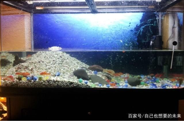 羽毛刀鱼苗水族箱布置技巧：羽毛刀鱼苗水族箱布置技巧是确保鱼类健康生长和提高观赏效果的关键因素之一 龙鱼百科 第5张