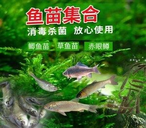 龙鱼能吃小鱼苗吗：关于龙鱼吃小鱼苗的一些详细信息 龙鱼百科 第3张