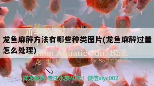 龙鱼麻药过量表现是什么：龙鱼麻药过量的具体表现 龙鱼百科 第5张