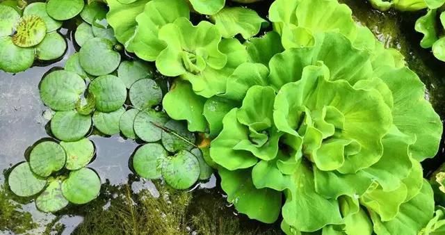 水草净化水质的具体方法：水草净化水质是通过其生物特性和生态作用实现的 龙鱼百科 第5张