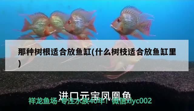 龙鱼缸背景图案树根怎么摆放：龙鱼缸造景树根摆放的最佳角度 龙鱼百科 第4张