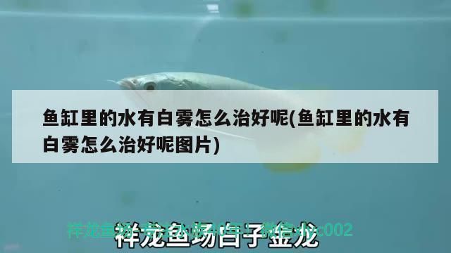 龙鱼的画怎样画的：龙鱼画的绘制方法 水族问答 第2张