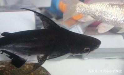 龙鱼的画怎样画的好看：画龙鱼的技巧 水族问答 第1张