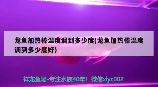 龙鱼多少度要加温了才能活：龙鱼加温的最佳时机，如何选择合适的加热棒，银龙鱼和黑龙鱼的养护技巧 龙鱼百科 第1张