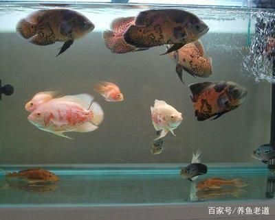 龙鱼的简介：关于龙鱼的几个疑问 水族问答