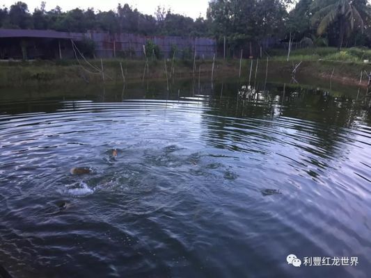 龙鱼浮水面下沉困难：龙鱼浮水面下沉困难可能由多种因素引起 龙鱼百科 第2张