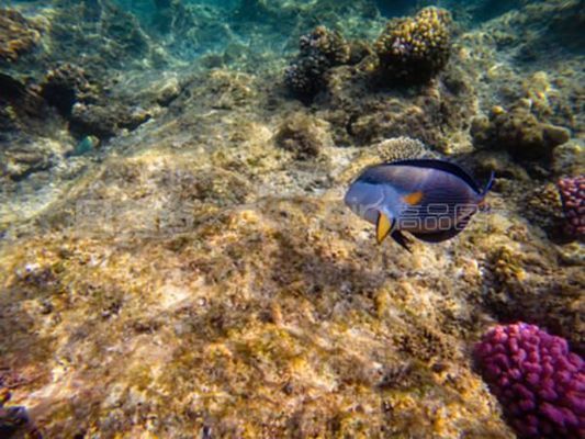 龙鱼浮水面下沉困难：龙鱼浮水面下沉困难可能由多种因素引起 龙鱼百科 第4张