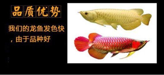 龙鱼进口流程视频教程：关于龙鱼进口流程的文字描述 龙鱼百科 第3张