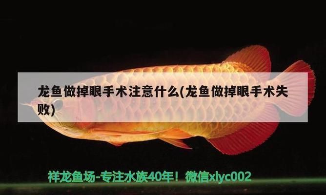 龙鱼做掉眼手术注意什么事项：龙鱼掉眼手术时需要注意的关键事项以防止掉眼复发 龙鱼百科 第5张