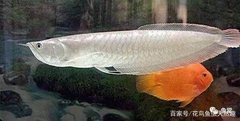 龙鱼的名字由来：关于龙鱼的几个疑问 水族问答 第2张