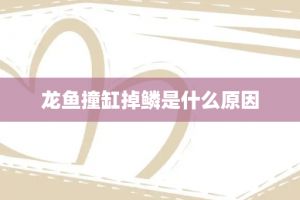 龙鱼撞缸掉鳞头部受伤怎么办：如何判断龙鱼是否受惊 龙鱼百科 第1张