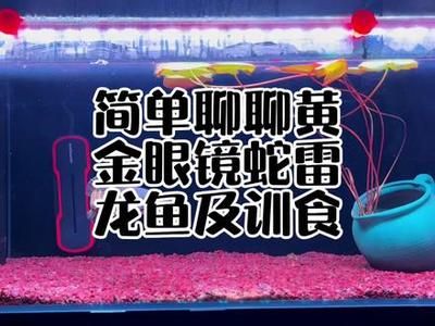 雷龙鱼如何训食：雷龙鱼的训食方法 龙鱼百科 第4张