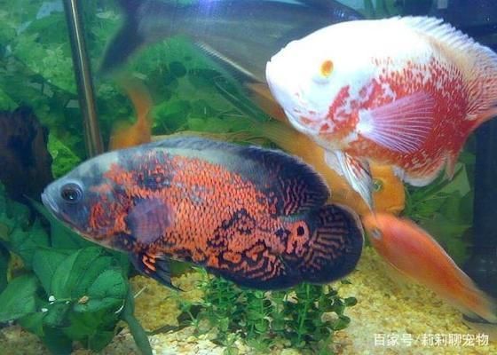 龙鱼的佩鱼：关于龙鱼佩鱼的5个疑问句 水族问答 第2张