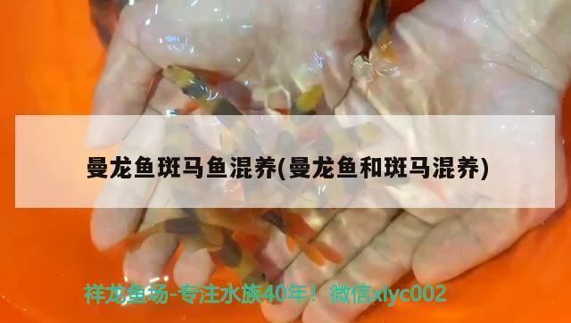 龙鱼和斑马鱼混养好不好：龙鱼和斑马鱼对水质的要求是混养成功的关键因素之一 龙鱼百科 第4张