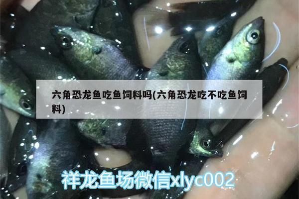 六角恐龙鱼能吃金鱼饲料吗：六角恐龙鱼可以吃金鱼饲料吗 龙鱼百科 第2张