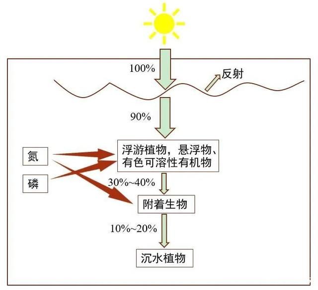 控制光照对水质的具体操作方法：控制光照是改善和维持水质的关键方法 龙鱼百科 第5张