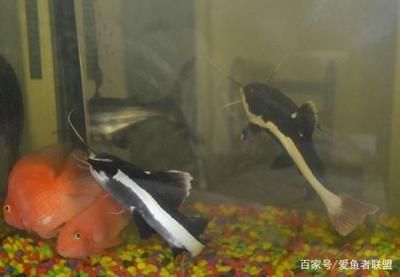 龙鱼的品种及特性：关于龙鱼饲养的问题 水族问答 第1张