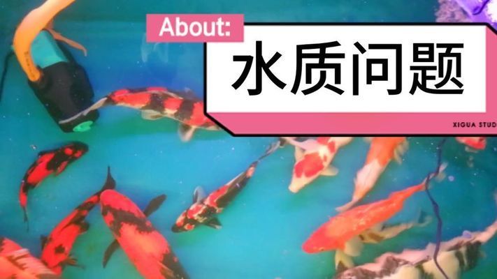 龙鱼的品种及特性：关于龙鱼饲养的问题 水族问答 第2张