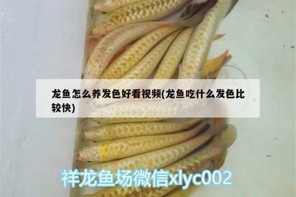 龙鱼吃什么发色比较快呢图片视频：如何帮助龙鱼发色 龙鱼百科 第2张