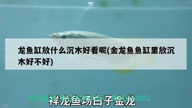 龙鱼缸放什么沉木好养：如何选择龙鱼缸中的沉木 龙鱼百科 第2张