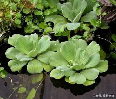 龙鱼的食物是什么：关于龙鱼的问题 水族问答 第2张