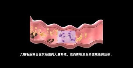 龙鱼的寄生虫病图片大全：龙鱼可能遇到的几种常见寄生虫病及其图片，养殖者应定期检查 龙鱼百科 第4张