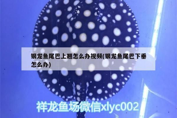 龙鱼尾巴上翘怎么办：龙鱼尾巴上翘可能是由多种因素引起的，如何预防龙鱼尾巴上翘 龙鱼百科 第4张