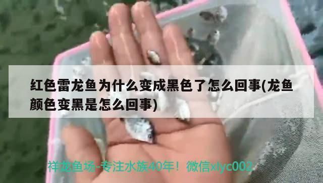 龙鱼身上发黑是怎么回事vs祥龙鱼场：龙鱼发黑的原因及处理方法 vs祥龙鱼场 第2张