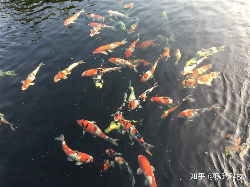 龙鱼的饲料鱼怎么检疫：检疫龙鱼饲料鱼需要哪些标准，检疫部门通常会如何处理 水族问答 第2张