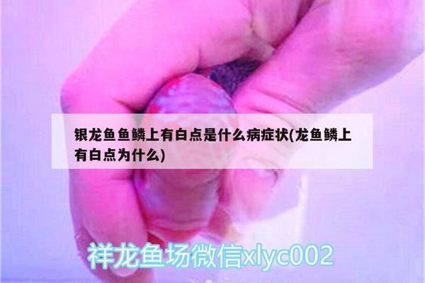 龙鱼鳞片上生白点 老水怎么回事vs祥龙鱼场：老水对龙鱼健康的影响 vs祥龙鱼场 第4张