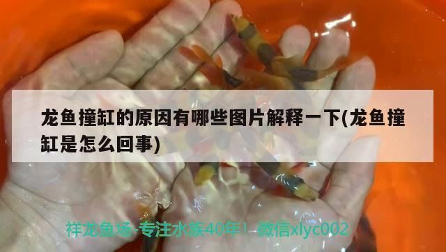 龙鱼莫名其妙撞缸怎么办啊vs祥龙鱼场：如何防止龙鱼撞缸 vs祥龙鱼场 第5张