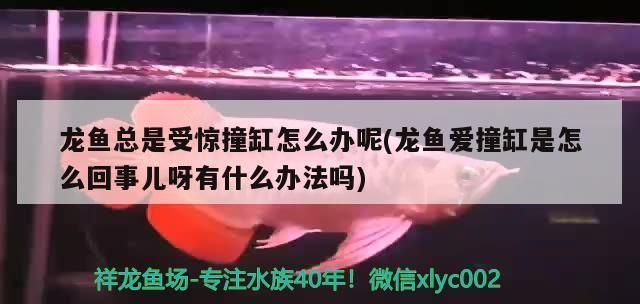 龙鱼经常撞缸是怎么回事啊vs祥龙鱼场：如何防止龙鱼撞缸 vs祥龙鱼场 第1张