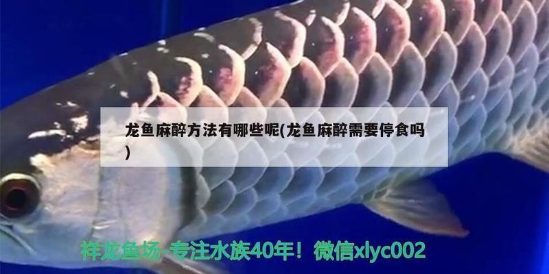 龙鱼麻醉需要停食吗多久可以喂食物vs祥龙鱼场：龙鱼麻醉后多久可以停食 vs祥龙鱼场 第25张