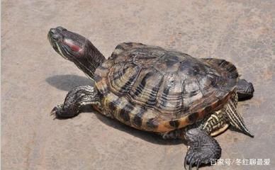 龙鱼的饲养与鉴赏：龙鱼的饲养与鉴赏技巧 水族问答 第2张